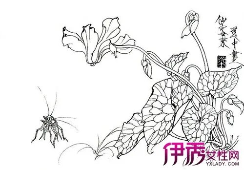 工笔画牡丹白描图片欣赏