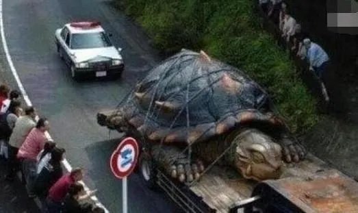 1965年黄河巨鳖事件是不是真实的？有何依据？