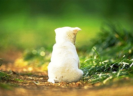 为什么LOL夏季赛官网的视频看不了？