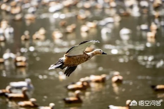 尼康70-200与80-400哪款更实用？为什么？