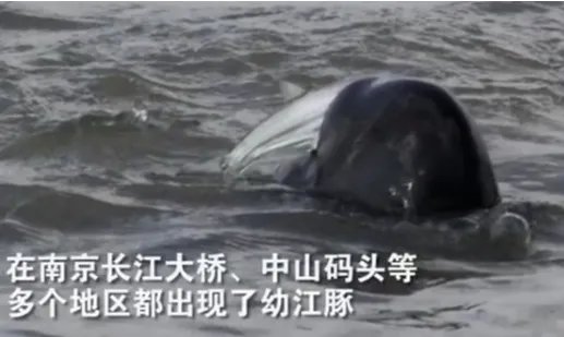 长江出现江豚宝宝戏水是怎么回事？