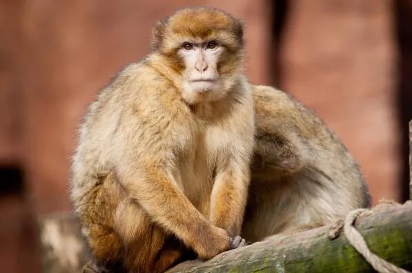 最著名的十大动物骗子排行 变色龙上榜,第三本领是“装死”