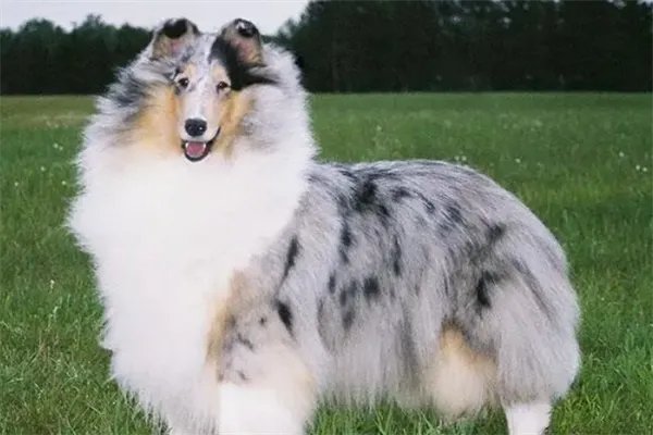 十大最护主的狗，中华田园犬上榜，第九一生只认一个主人