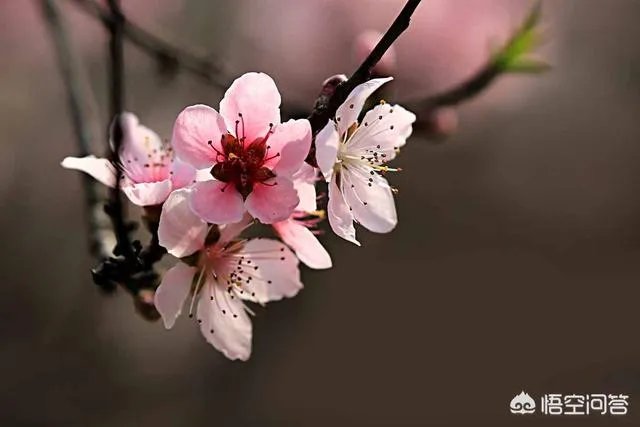 下图这是什么花？