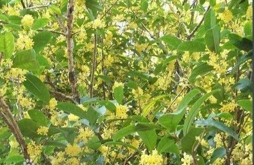 速生金桂是个什么品种的桂花?