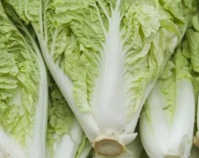 韩国大妈吐槽白菜贵,那为什么韩国不从中国进口?