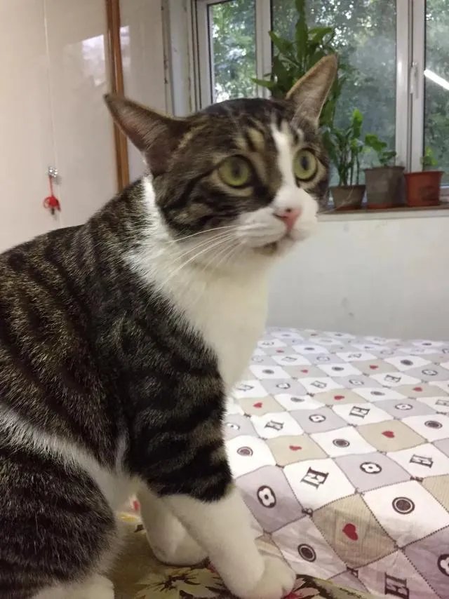 当你的猫或者狗狗去世之后，你还会再养吗？