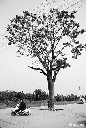 春芽树和香椿的区别