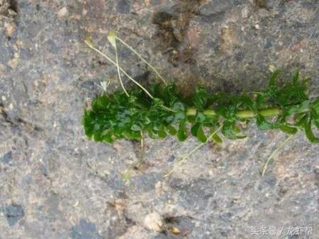 别人养殖小龙虾赚钱,你为什么亏本?