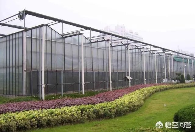 强台风“立奇马”要来了,温室大棚该提前做哪些防御措施,准备什么?