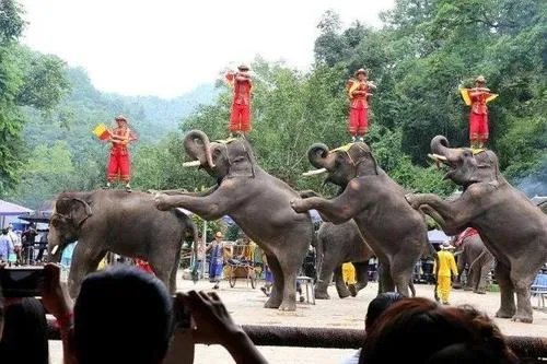 云南20多头野象进村拆家偷食,为何会发生这种事?