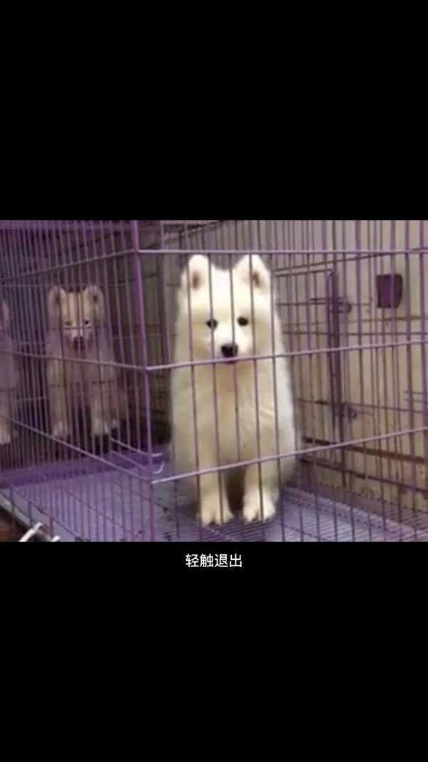 萨摩耶到底有多蠢？