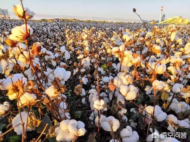 今年棉花价格走势会持续下跌吗？有没有对策？