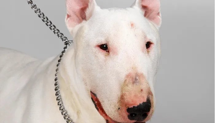 牛头梗好养吗容易病吗 牛头梗的洗护