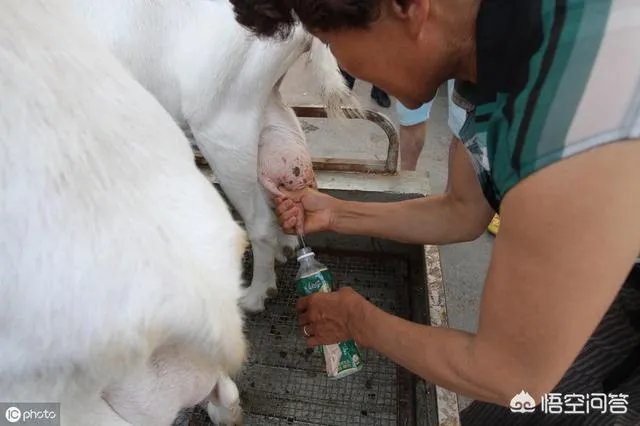 奶山羊怎样提高产量和品质？