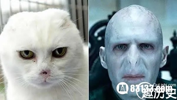 伏地魔猫惊现英国  恐怖惊悚无人敢收养