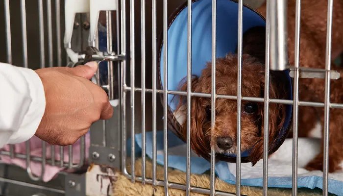 狗狗真菌性皮肤病怎么治疗 狗狗皮肤病会传染给别的狗吗