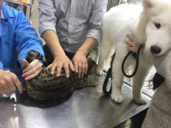 萨摩耶到底有多蠢？