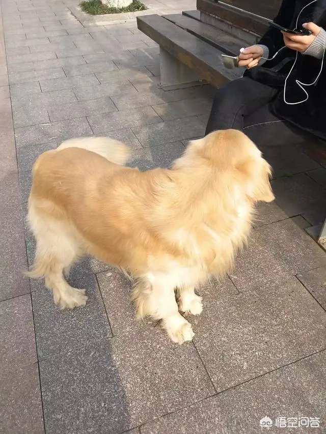 上联:金鸡报晓天将明,如何对下联?