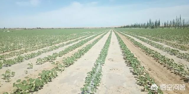 今年棉花价格走势会持续下跌吗？有没有对策？