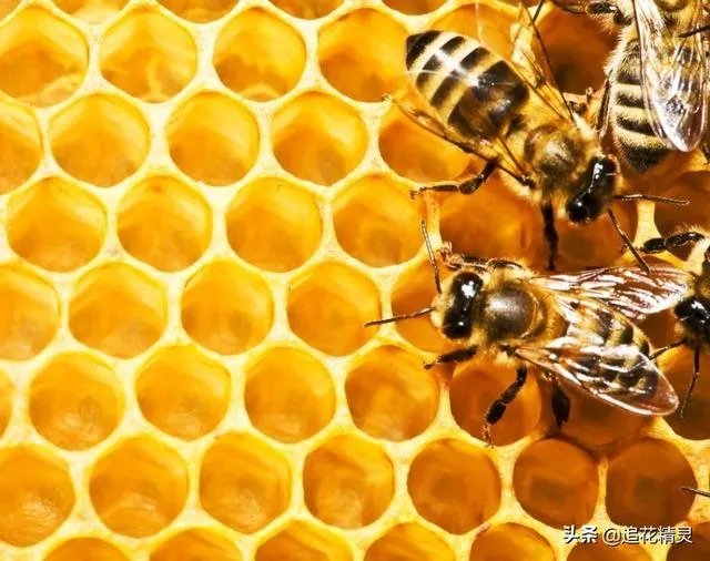 蜜蜂为什么有蜂王还会工蜂产卵？