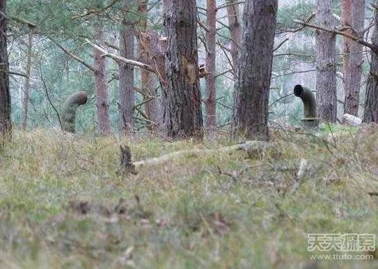 男子森林发现神秘工厂:里面东西令人震惊（图）
