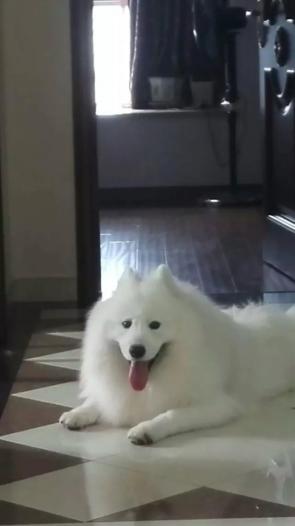 萨摩耶到底有多蠢？