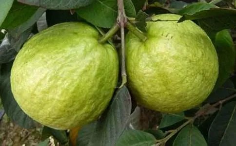 郭沫若《石榴》原文及赏析