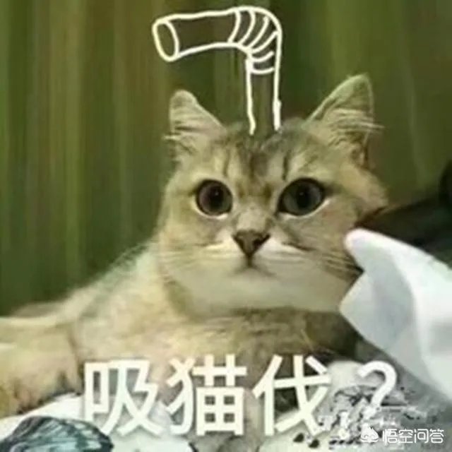 如何看待“给每个员工发一只猫，离职的话要退还猫给公司，可以起到稳定团队的作用”这句话？