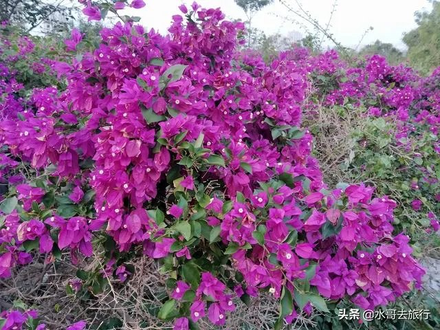 上海奉贤区东端这个镇