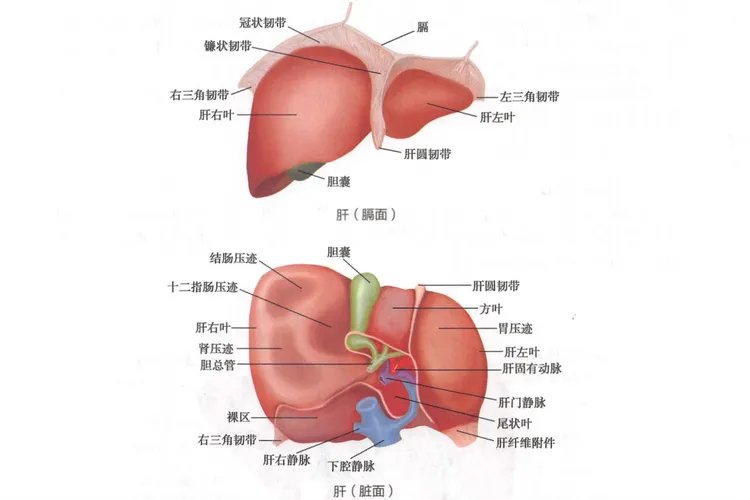 肝胆结构示意图