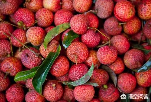 杨贵妃要等多久才能吃到新鲜荔枝？