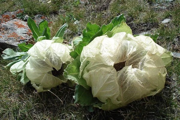 极挑嘉宾摘国家二级保护植物，是节目组安排还是个人行为？