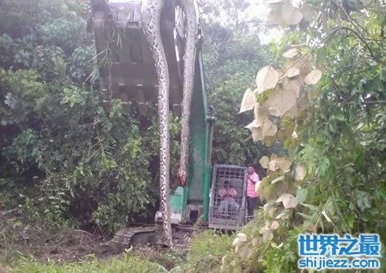 挖掘机挖出16米长巨蛇，权威揭秘真相(图) 