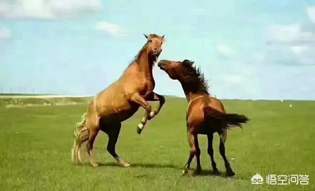 端午节想去草原旅游,这个时节草原好玩儿吗?