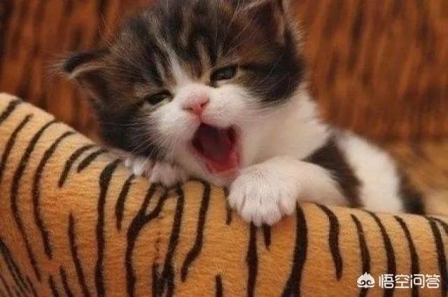 猫咪一直喵喵叫是为什么