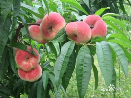 毛桃苗新品种哪个好?