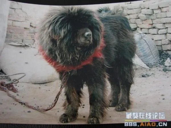 什么是驴系藏獒？