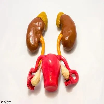 紫癜性肾炎不治疗会怎么样