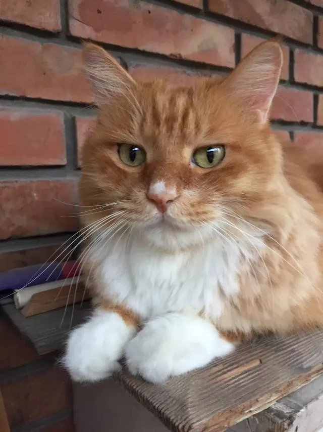 当你的猫或者狗狗去世之后，你还会再养吗？