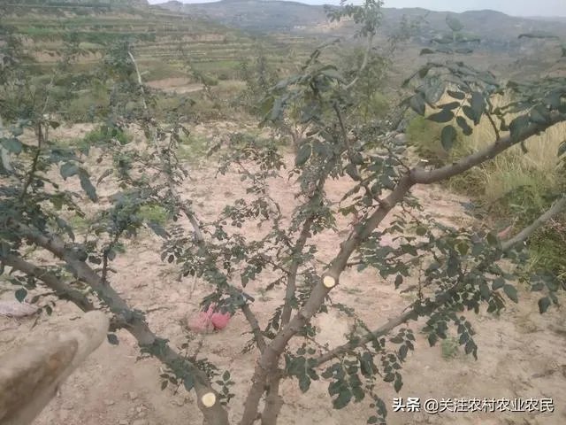 今年花椒树狂枝多怎么办？