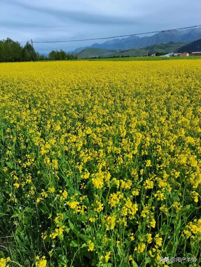上海奉贤区东端这个镇