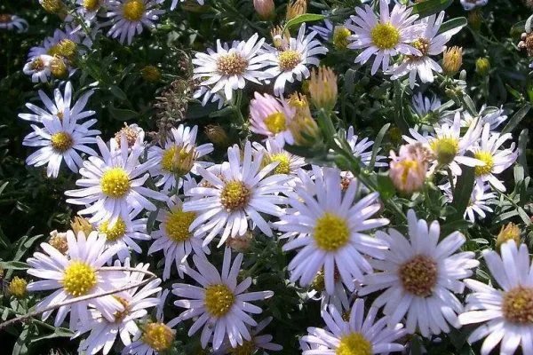 悬崖峭壁上太行菊怒放,太行菊是一种什么植物?