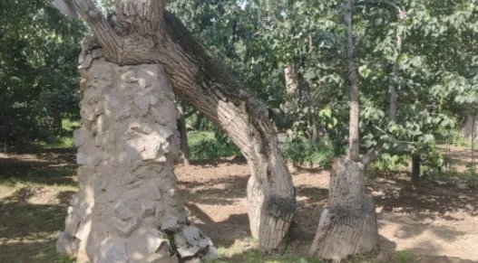 甘肃里有棵被烧空心的四百多岁古梨树，这还有机会抢救吗？