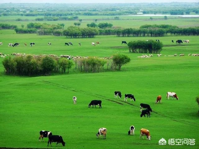 端午节想去草原旅游,这个时节草原好玩儿吗?