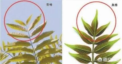 春芽树和香椿的区别
