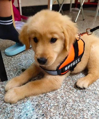 3个月金毛标准图片？