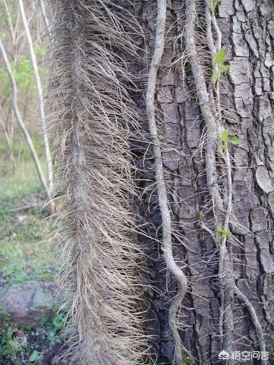 春芽树和香椿的区别