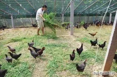 两家土鸡养殖场能挨在一起吗？