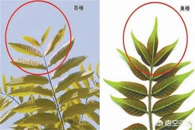 春芽树和香椿的区别